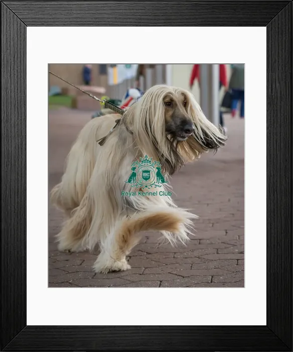 Framed Print : Arriving today Framed Print : Arriving today