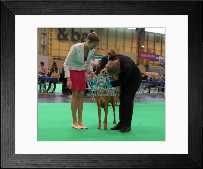 Framed Print : Examined by judge Framed Print : Examined by judge