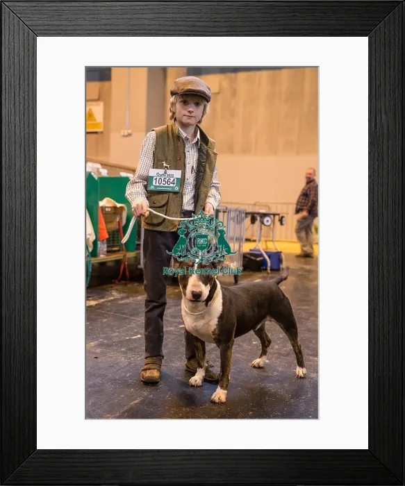 Framed Print : Handler with English Bull Terrier Framed Print : Handler with English Bull Terrier