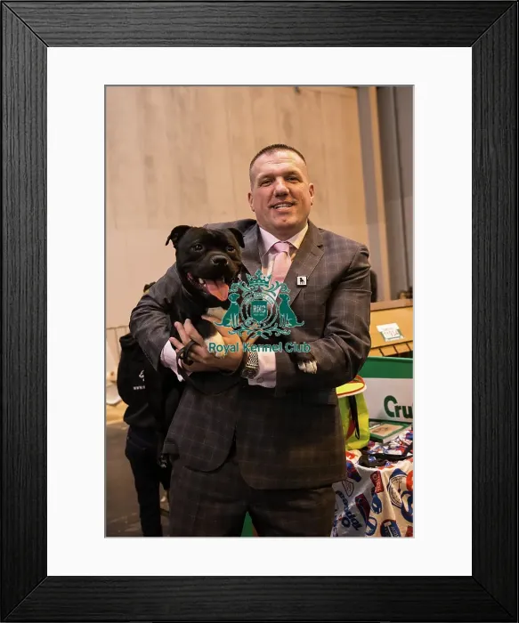 Framed Print : Staffordshire Bull Terrier and handler Framed Print : Staffordshire Bull Terrier and handler
