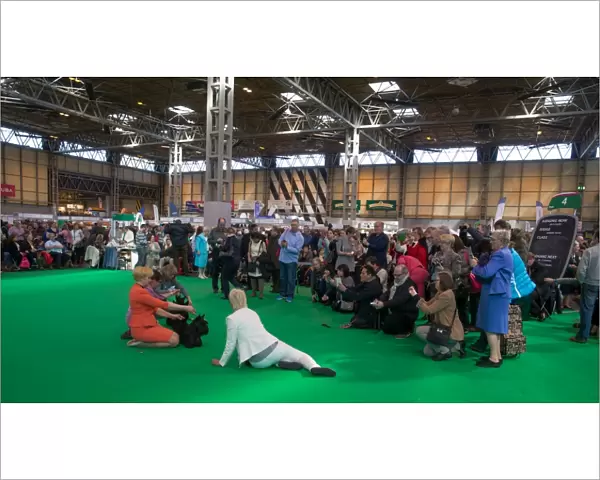 Looking the winner being photographed Scottish Terrier