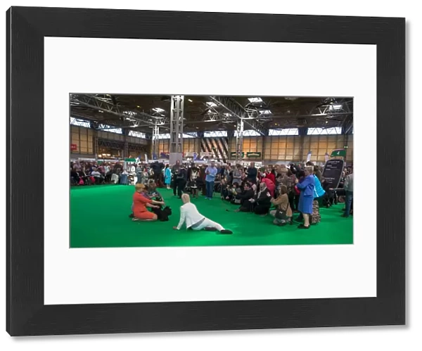 Looking the winner being photographed Scottish Terrier