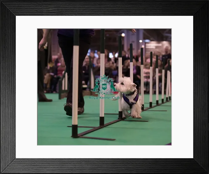 Framed Print : Agility display