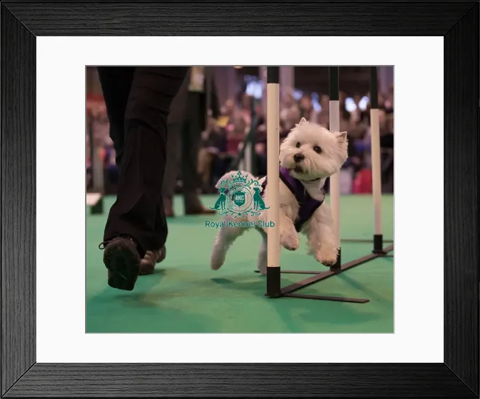 Framed Print : Agility display Framed Print : Agility display