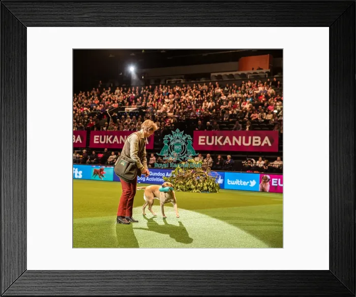 Framed Print : Philipa Williams in main arena Framed Print : Philipa Williams in main arena