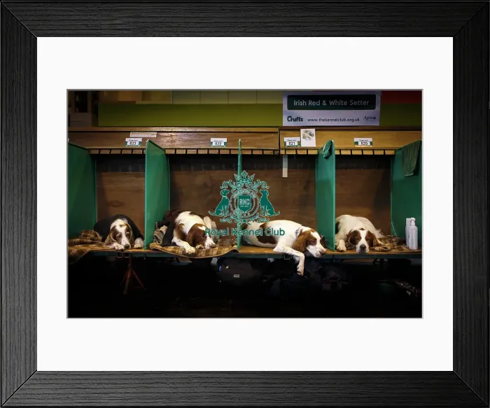 Framed Print : Crufts 2015