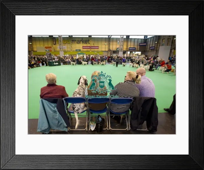 Framed Print : Crufts 2015 Framed Print : Crufts 2015