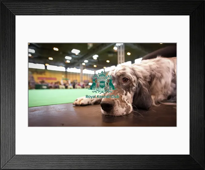 Framed Print : Crufts 2015 Framed Print : Crufts 2015