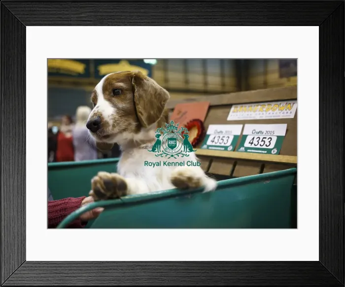 Framed Print : Crufts 2015 Framed Print : Crufts 2015
