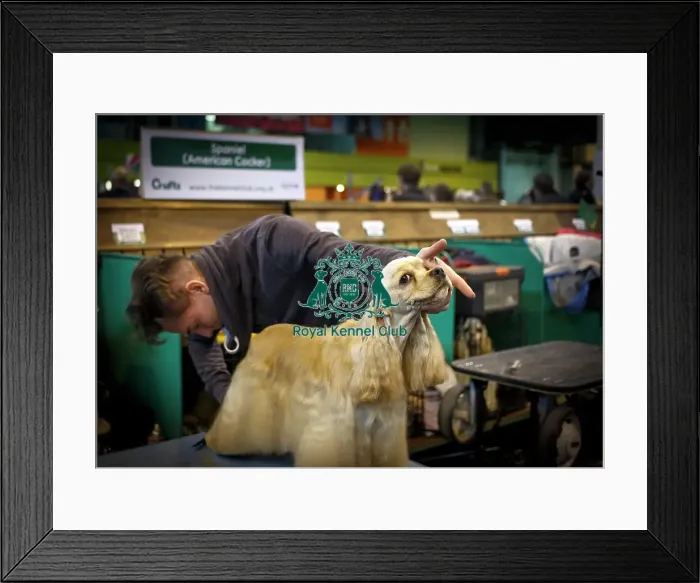 Framed Print : Crufts 2015 Framed Print : Crufts 2015