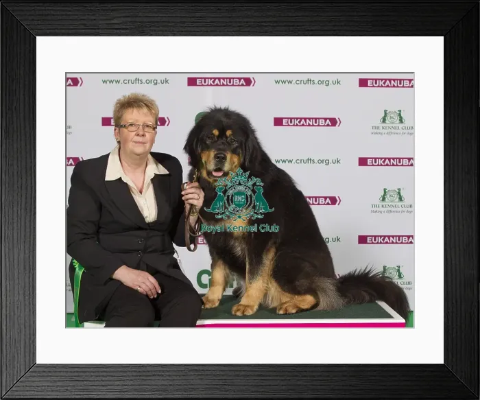 Framed Print : Crufts 2015 Framed Print : Crufts 2015