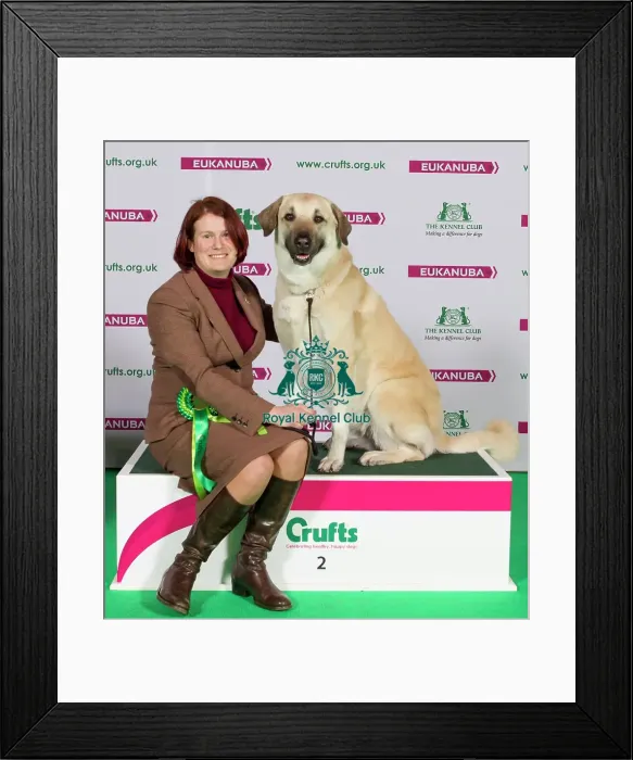 Framed Print : Crufts 2015 Framed Print : Crufts 2015