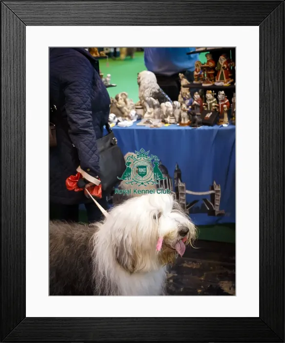 Framed Print : Crufts 2015