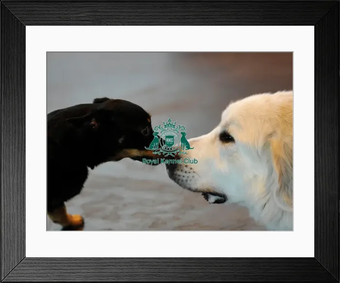 Framed Print : Crufts 2015 Framed Print : Crufts 2015