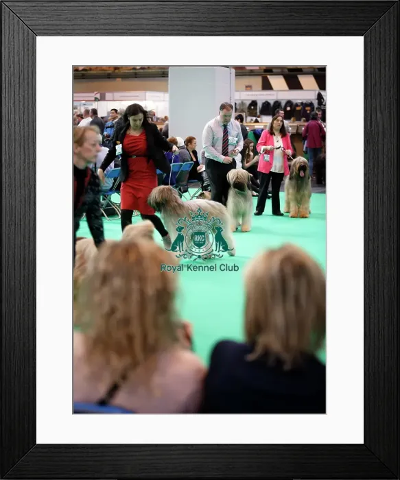 Framed Print : Crufts 2015