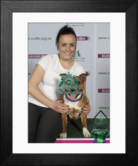 Framed Print : Crufts 2015 Framed Print : Crufts 2015