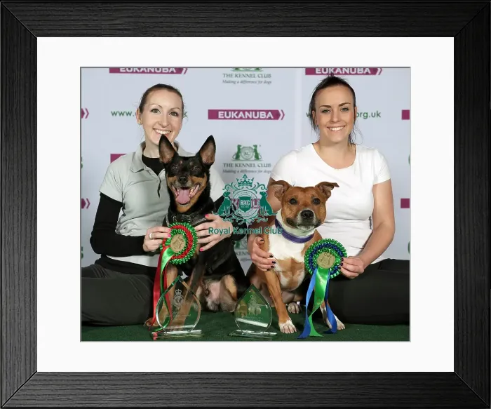 Framed Print : Crufts 2015 Framed Print : Crufts 2015