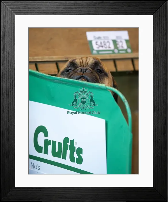 Framed Print : Crufts 2015 Framed Print : Crufts 2015