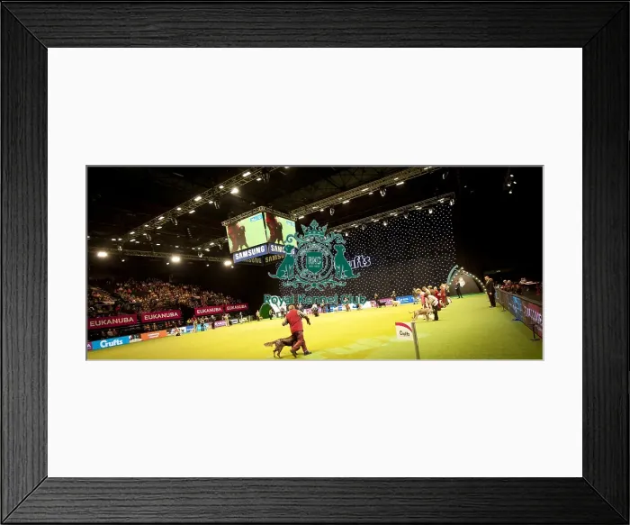 Framed Print : Crufts 2015 Framed Print : Crufts 2015