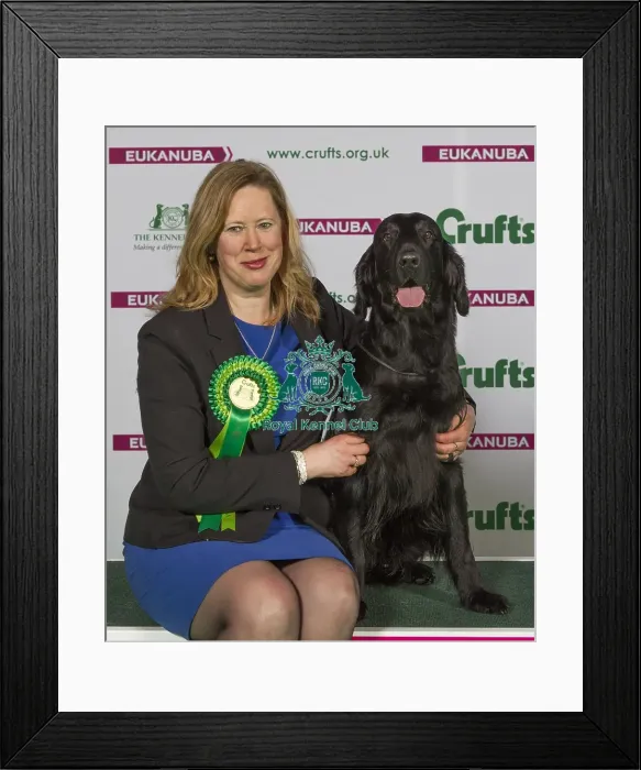 Framed Print : Crufts 2015 Framed Print : Crufts 2015