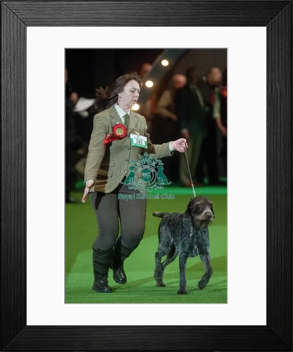 Framed Print : Crufts 2015 Framed Print : Crufts 2015