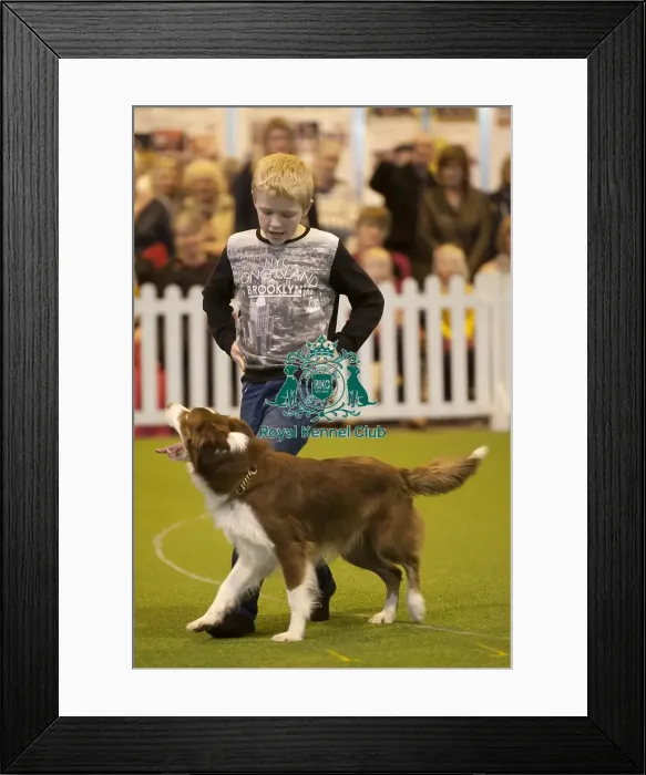 Framed Print : Crufts 2015 Framed Print : Crufts 2015