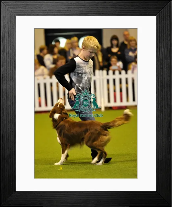 Framed Print : Crufts 2015 Framed Print : Crufts 2015