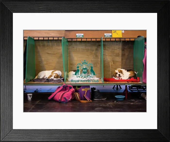 Framed Print : Crufts 2015 Framed Print : Crufts 2015