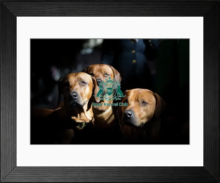 Framed Print : Crufts 2015 Framed Print : Crufts 2015