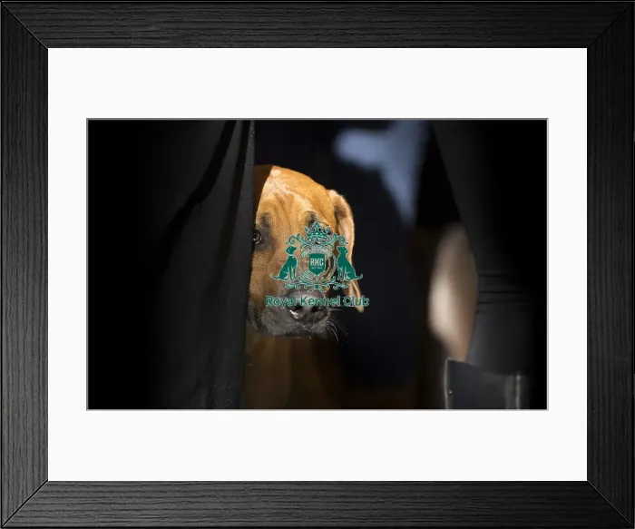 Framed Print : Crufts 2015 Framed Print : Crufts 2015