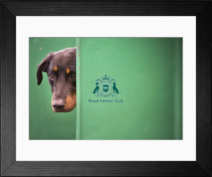 Framed Print : Crufts 2015 Framed Print : Crufts 2015