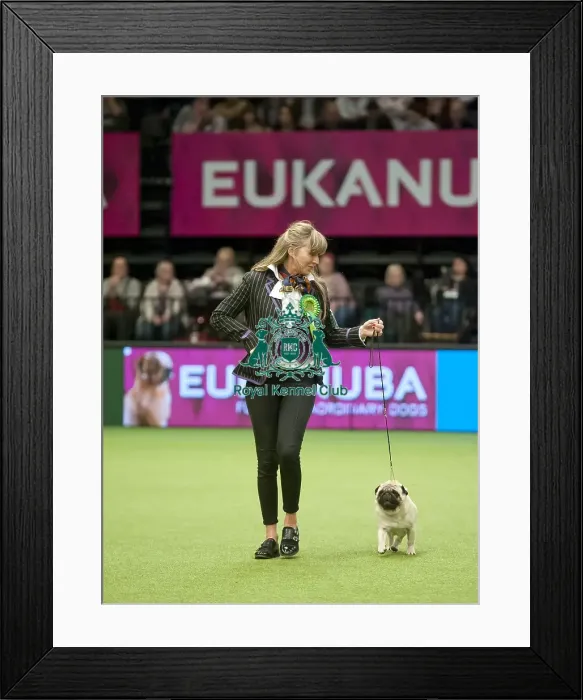 Framed Print : Crufts 2015 Framed Print : Crufts 2015