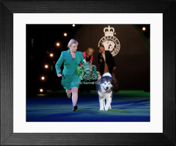 Framed Print : Crufts 2015 Framed Print : Crufts 2015
