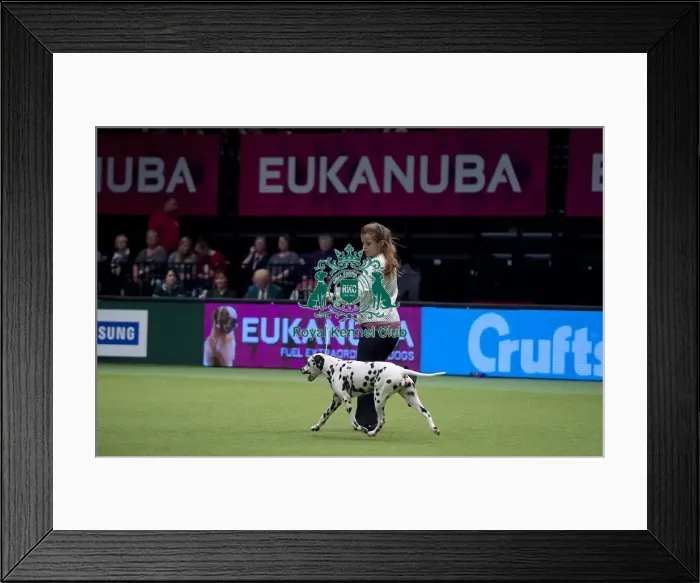 Framed Print : Crufts 2015 Framed Print : Crufts 2015