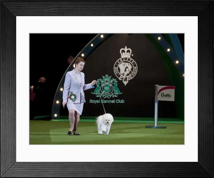 Framed Print : Crufts 2015 Framed Print : Crufts 2015