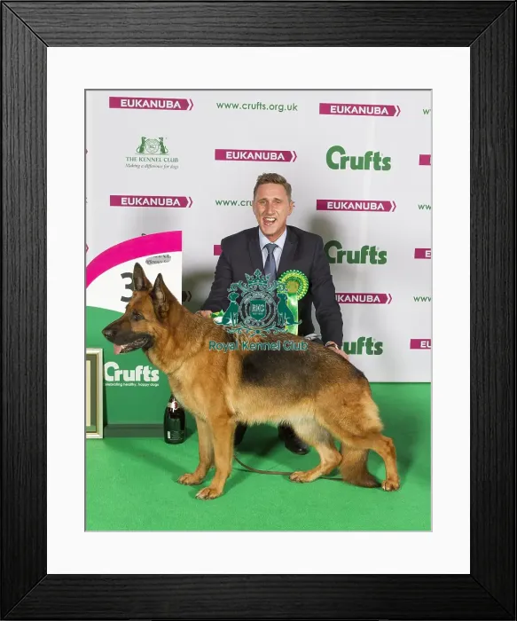 Framed Print : Crufts 2015 Framed Print : Crufts 2015