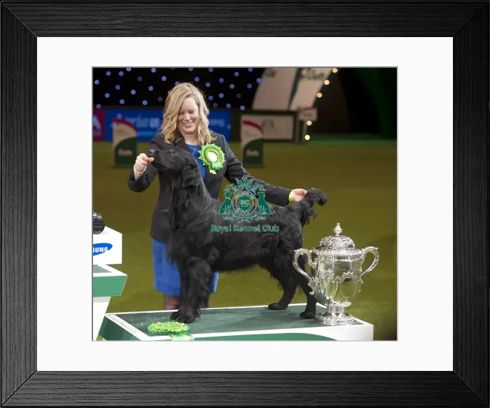 Framed Print : Crufts 2015 Framed Print : Crufts 2015