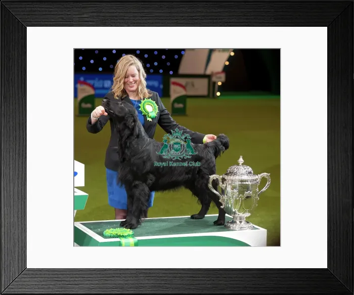 Framed Print : Crufts 2015 Framed Print : Crufts 2015