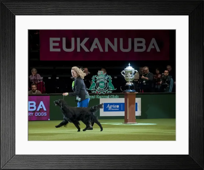Framed Print : Crufts 2015 Framed Print : Crufts 2015