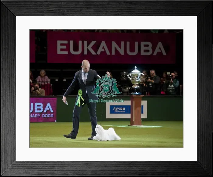 Framed Print : Crufts 2015 Framed Print : Crufts 2015