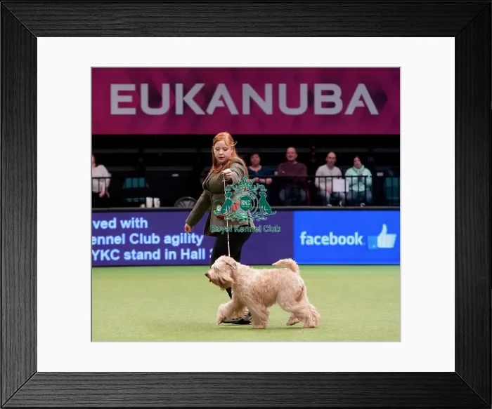 Framed Print : Crufts 2015 Framed Print : Crufts 2015