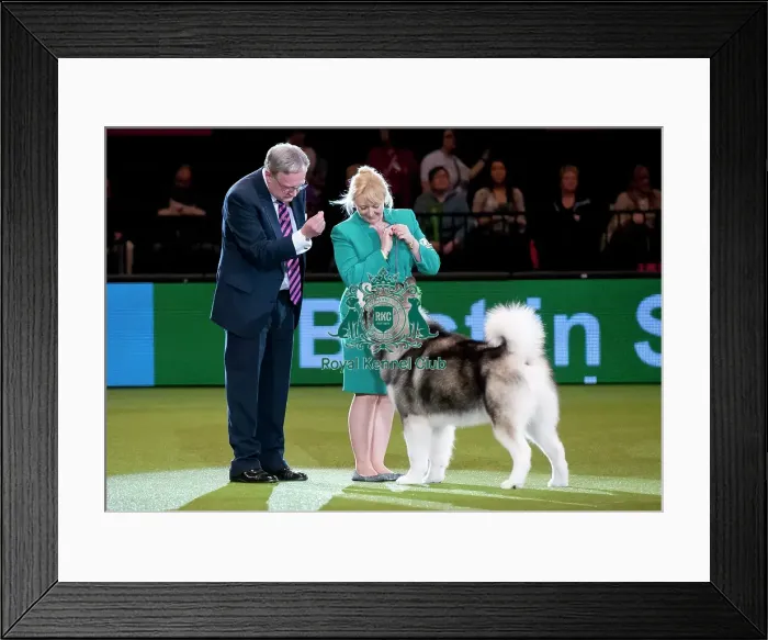 Framed Print : Crufts 2015 Framed Print : Crufts 2015