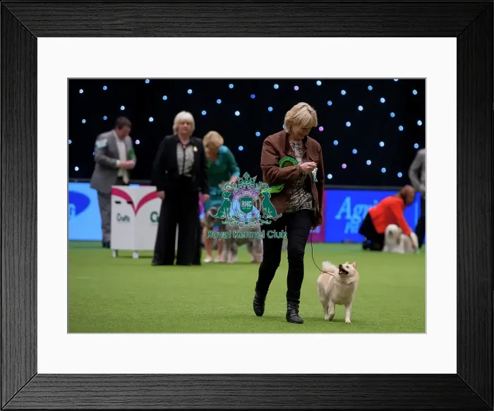 Framed Print : Crufts 2015 Framed Print : Crufts 2015