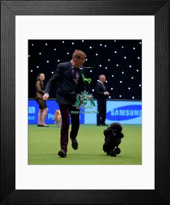Framed Print : Crufts 2015 Framed Print : Crufts 2015