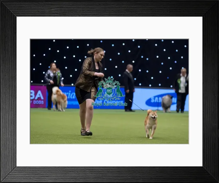 Framed Print : Crufts 2015