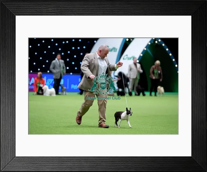 Framed Print : Crufts 2015 Framed Print : Crufts 2015