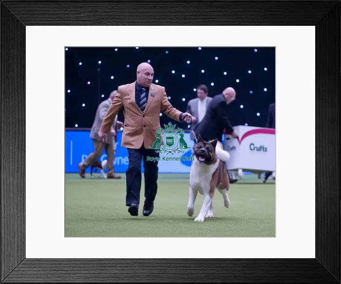 Framed Print : Crufts 2015 Framed Print : Crufts 2015