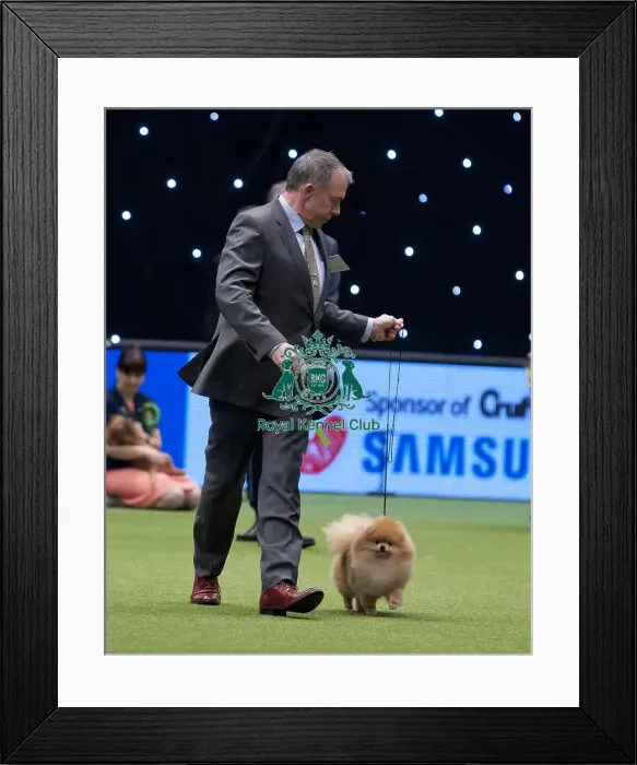 Framed Print : Crufts 2015 Framed Print : Crufts 2015