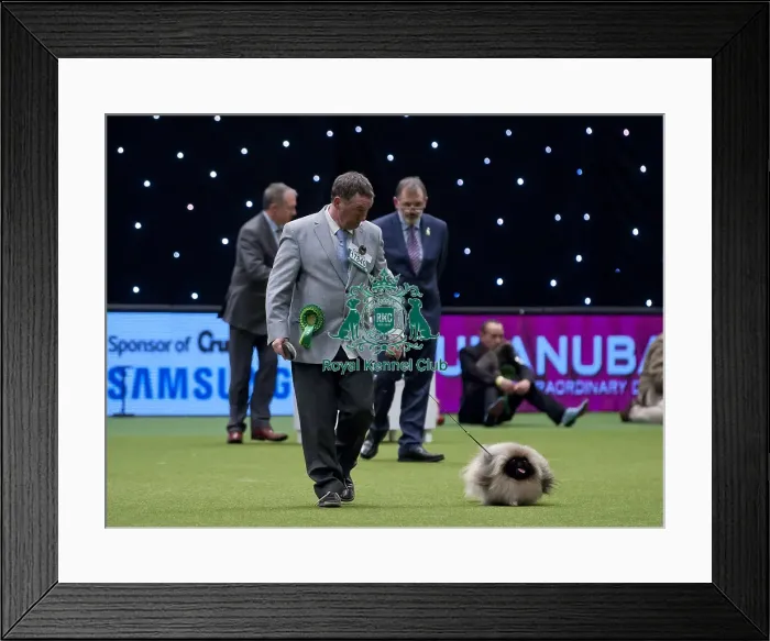 Framed Print : Crufts 2015 Framed Print : Crufts 2015