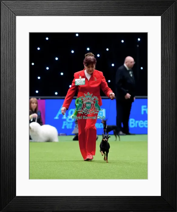 Framed Print : Crufts 2015 Framed Print : Crufts 2015